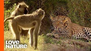 Angry Baboon Troop Chases off Young Leopard Olimba | Love Nature