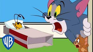 Tom & Jerry | The Cricket Problem | WB Kids