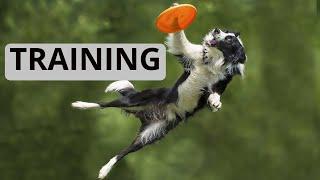 How to Train Your Bernese Mountain Dog or Any Dog Breed Frisbee