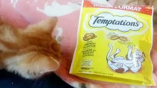 Tempting Treat/Snacks for the cute kittens #kittens#kittycatvideosfunny#kittycat#kitties