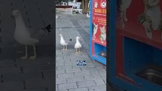 Чайки Научились Мяукать, Выпрашивая Еду