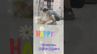 심쿵이의 일상 #funnyanimal  #강아지브이로그 #펫라이프 #포메라니안애교 #포메라니안