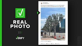 Yes, a photo of trimmed trees outside the NBCUniversal building is real