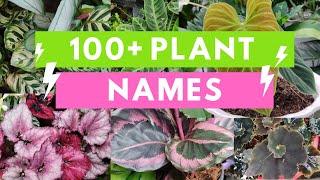 Plant Names and Pictures- Plant Identification