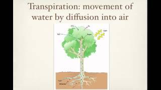 Mini Lecture Nutrient and water uptake in plants