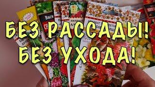 БЕЗ РАССАДЫ! В ОТКРЫТЫЙ ГРУНТ! Растут БЕЗ УХОДА, цветут ВСЁ ЛЕТО! Для ЗАНЯТЫХ ЦВЕТОВОДОВ