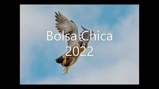 Bolsa Chica in 2022: A Look Back to Look Forward into 2023