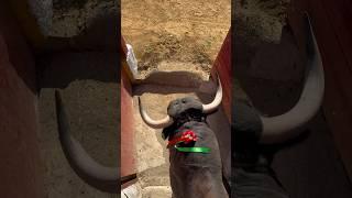 La SALIDA del TORO #toros #viral #tiktok #salida #popular #parati #copachenel