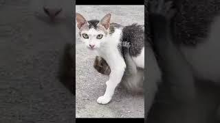 CAT THEFT MONKEY'S CHILD #nature #trending #MONKEY #viral #CAT #BABYMONKEY #MONKEY'SCHILD #YOUTUBE