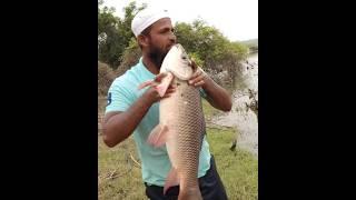 BiG Rohu Fishing Video    #Shorts #Youtubeshorts# #Shortvideos#