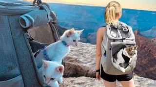 Features of "The Navigator" | #1 Travel Cat Brand in the WORLD