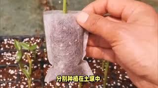 水果兰的种植方法和养护注意事项，水果篮的种植和养护注意事项