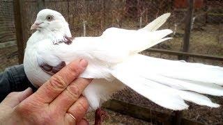 Николаевские голуби.  Белые племенные