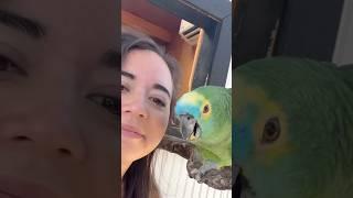  biiiiiiirthdaaaaaayyyyyy #shorts #parrot #birthday #maya #mayahiga #alveus