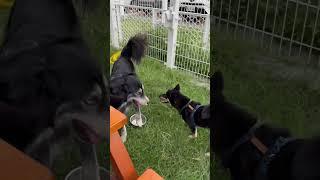 瘋狂尾巴寵物遊樂園 #dog