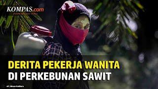 Pekerja Wanita di Lahan Sawit Dilaporkan Alami Kekerasan