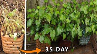 How to propagate Fish Mint plants by cuttings