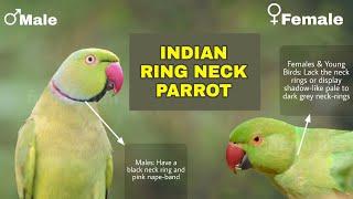 Difference Between Male And Female Indian Ring Neck Parrot | Ringneck parakeet gender identification