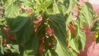 My chilli plants update️️️