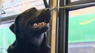 Dog Rides Bus Alone, Wins Hearts