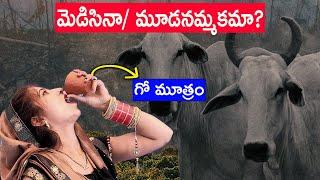 IS COW URINE GOOD FOR HEALTH? | FACTS ABOUT COW URINE | FACTS4U