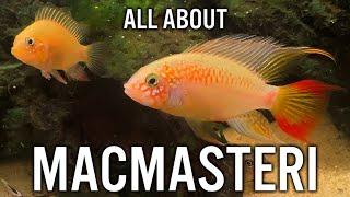 Apistogramma Macmasteri Care Guide