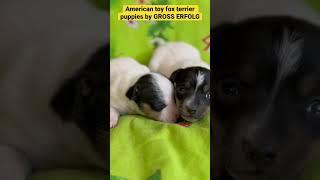 My puppies (kennel «Gross Erfolg»)