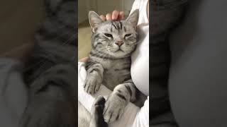 кнч у меня нету своего кота но всегда на улице кошки так относятся ко мне🫶 #хочуврек #кошка #врек