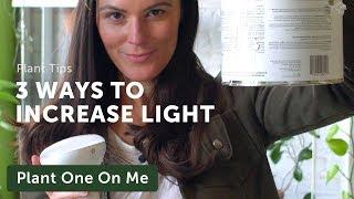 3 Ways to Increase Light In Your Home for Houseplants — Ep 165