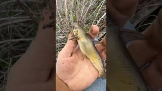 Catching fish with primitive tools #fishing #survival