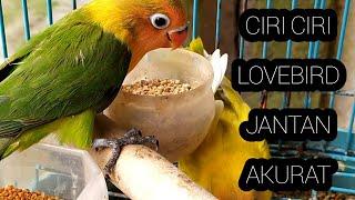 Ciri ciri lovebird jantan balibu dan dewasa akurat