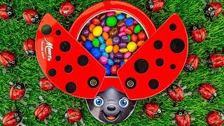 Best Satisfying ASMR | Glossy Fruit & Rainbow M&M's with LadyBug Full of Skittles Candy #779