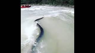 Rishikesh river rafting , Snake in River #rishikeshriverrafting #laxmanjhula #uttrakhand #rishikesh