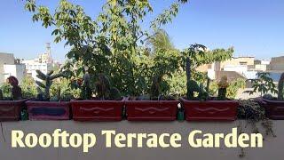 My  Terrace Garden update cactus and herbs