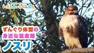 ノスリ - ずんぐり体型の猛禽類！冬の農耕地で見られるタカ