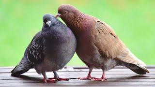 Pigeon // bird // wildlife// animals// explore with Kelly 4K // Nature