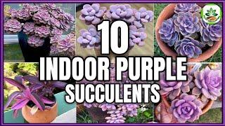 Top 10 Indoor Purple succulents | Purple succulent plants for Indoor Garden | Plant and Planting