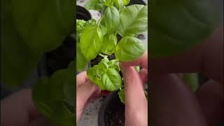 Harvest basil like THIS to keep it producing more and more!