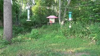 2 Hours of Suburban Backyard Ambiance with Birds at Feeders | No Loop