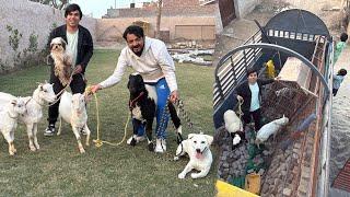 Sab Pets Ko New Zoo Me Shift Kr Dea 