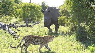 LEOPARD and RHINOs interact  