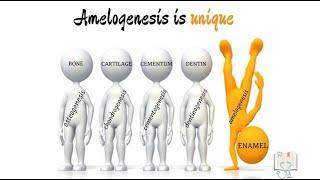 Amelogenesis