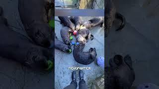 Милые выдры #истории #история #новости #новость #добрыеновости