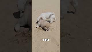 강아지 성장일기 2 #강아지