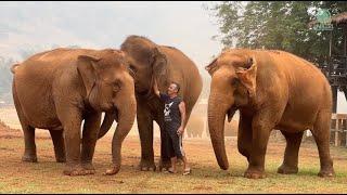 Man Calls Herd of Elephants - Watch Their Response! - ElephantNews