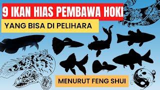 9 ikan pembawa keberuntungan | yakin gak mau pelihara ?