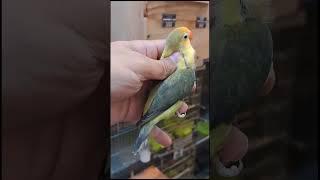 African Love Bird Mutation #lovebird #lovebirdsound #africanlovebird #lovebirds #parrot #shorts