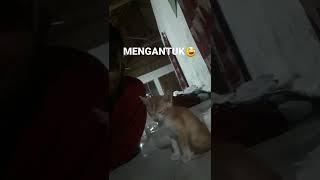 NGANTUK BERAT/ KUCING LUCU  #kucing  #shortvideo #shorts