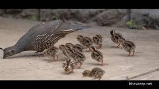 California Quail with baby chicks in our backyard