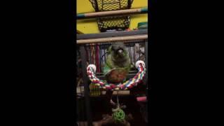 Green Cheek Conures LOVE to preen themselves regularly.